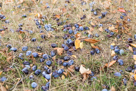 Falling plums lie on a meadow