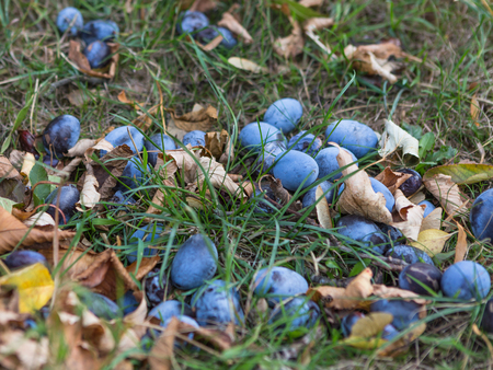 Falling plums lie on a meadow