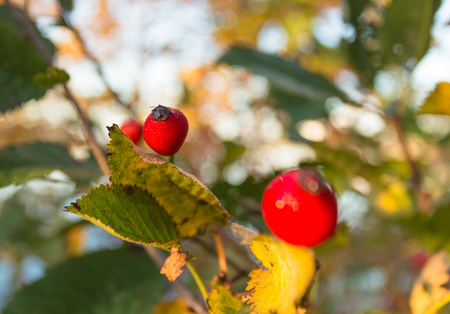 Red rosehip in sunlightの写真素材