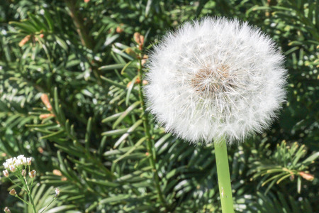 Single dandelion on a meadowの写真素材
