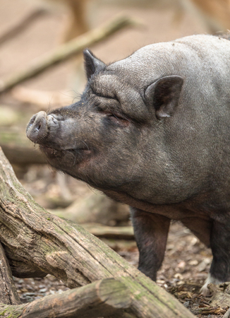 Potbellied pigの写真素材