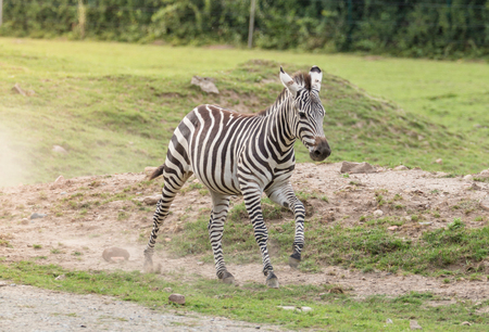Zebra in the wildの写真素材