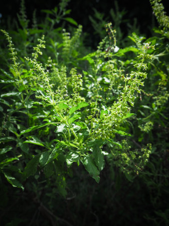 Holy basil plants in the planting plot.の写真素材