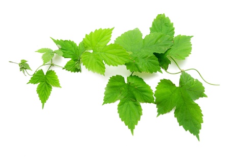 green grape leaves on a white backgroundの写真素材