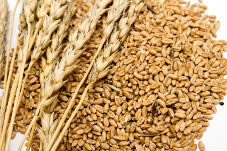 grains of wheat on a white backgroundの写真素材