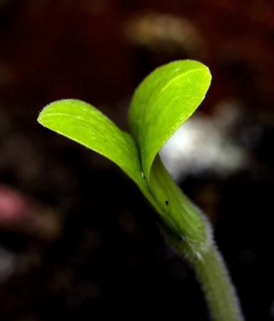 green sprout out of the groundの写真素材