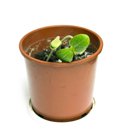 pot with green sproutの写真素材