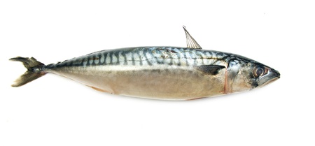 mackerel fishの写真素材