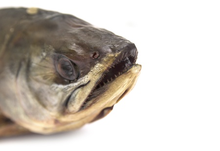 fish salmon on white backgroundの写真素材