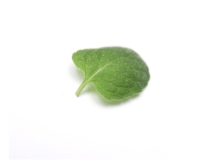mint leaf on a white backgroundの写真素材