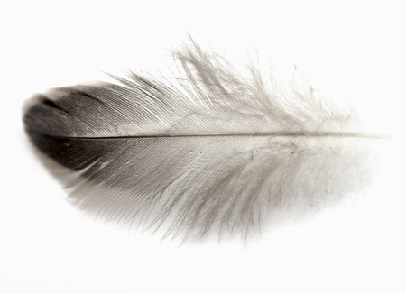 feather of a bird on a white backgroundの写真素材