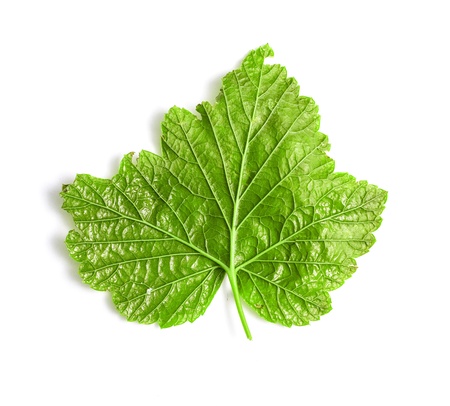green leaf background