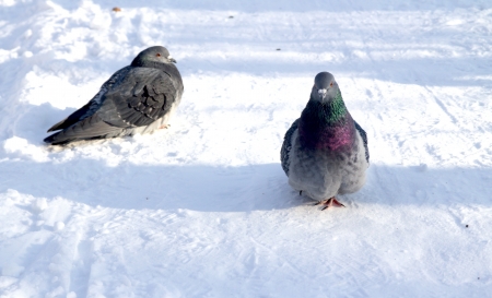pigeons in the snowの写真素材