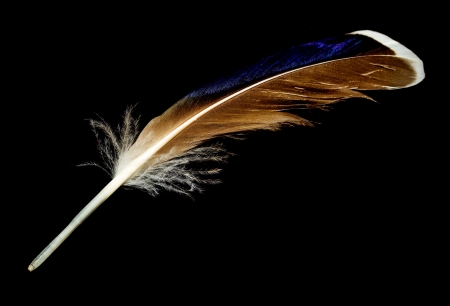 feather against blackの写真素材