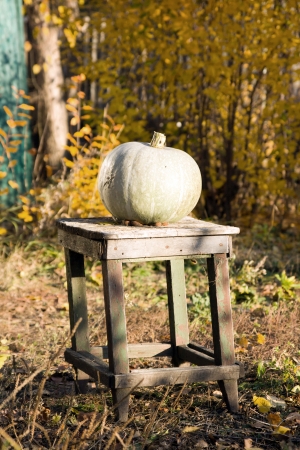 pumpkin on a wooden chairの写真素材
