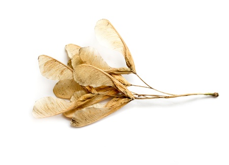 Maple tree seedsの写真素材