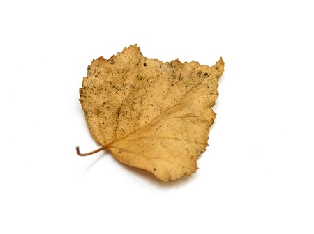 Dry birch leaves on a white background