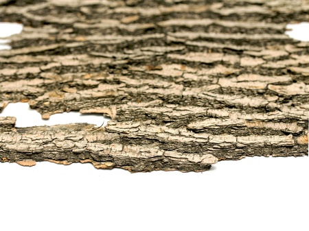 background bark with white