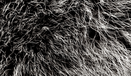 fur textureの写真素材