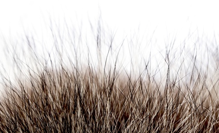 fur textureの写真素材