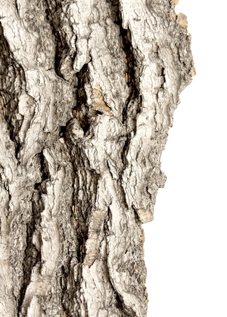 Close-up of isolated cracked stub log bark with wooden textureの写真素材