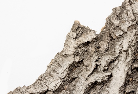 Close-up of isolated cracked stub log bark with wooden texture