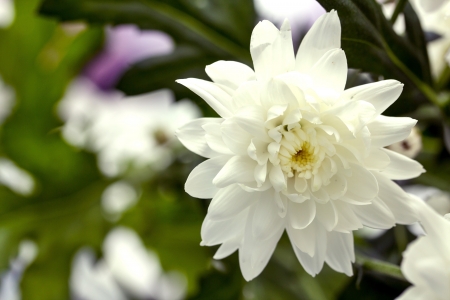 a bouquet of white chrysanthemumsの写真素材