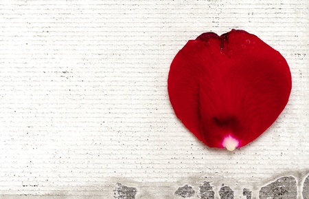 red rose petalの写真素材