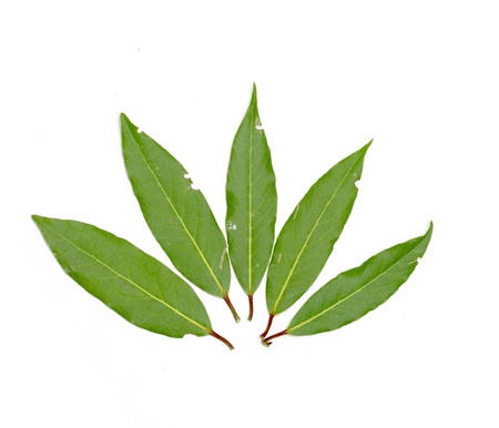 green leaves of a tree on a white background