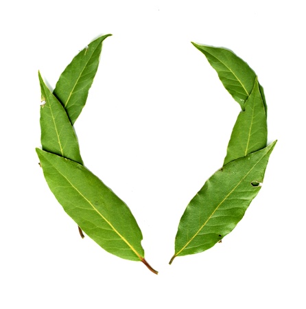 green leaves of a tree on a white backgroundの写真素材