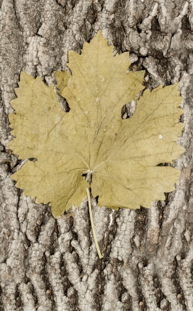 grape leaf on a wooden backgroundの写真素材