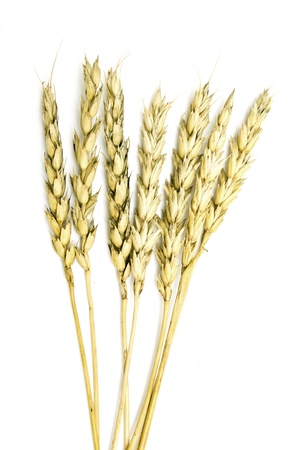 ears of wheat on a white backgroundの写真素材