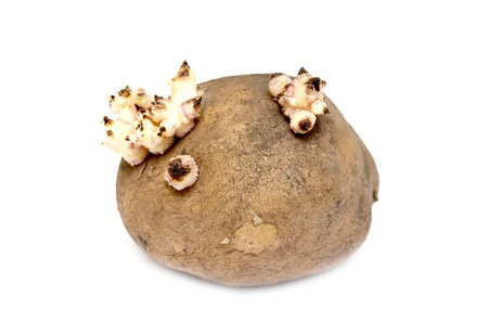 Old potatoes with sprouted shoots on a white background の写真素材