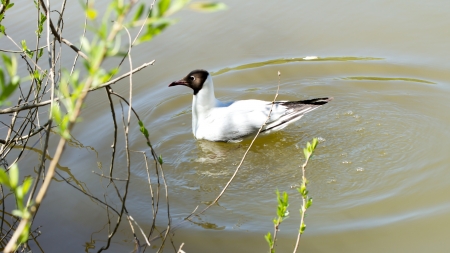Flying seagull の写真素材