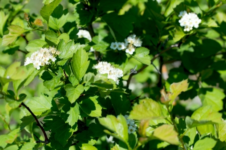 flowering cherry treesの写真素材