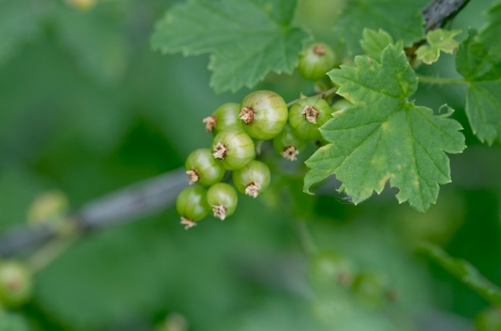 green currantsの写真素材