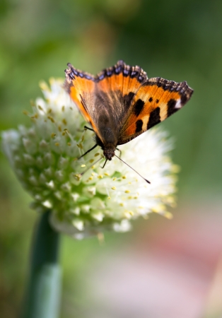 butterfly on a flowerの写真素材