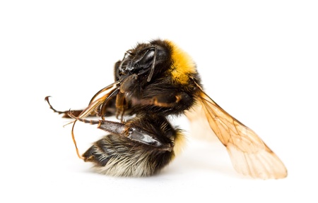 dead bee