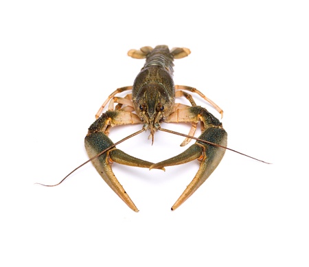 Crayfish isolated on white background 