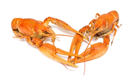 Boiled crayfish on white background の写真素材