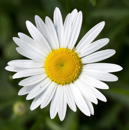 flowers of the fieldの写真素材