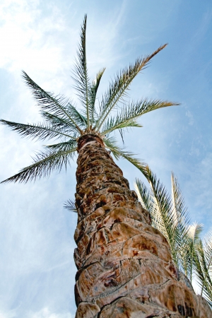 tree skyの写真素材