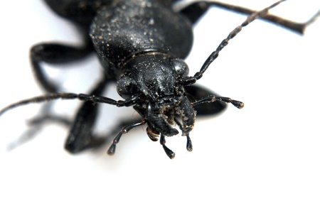 Black beetle very close up on white の写真素材
