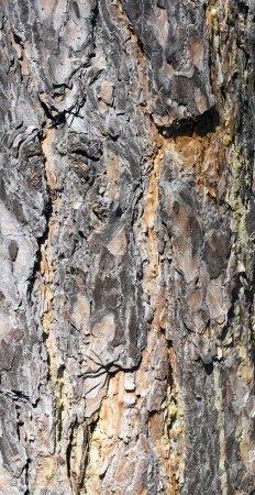 pine bark background の写真素材