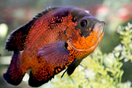 live marine fish in the water