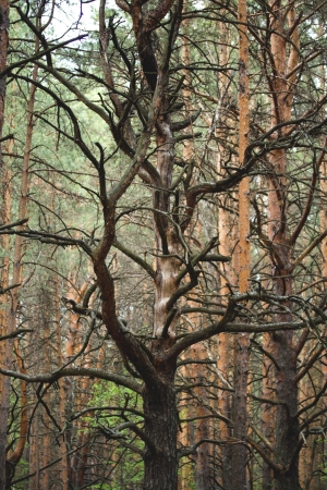 a forest of pine trees