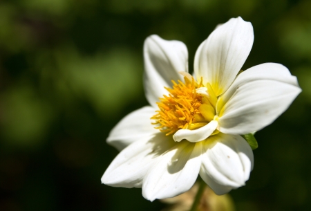 flowers of the fieldの写真素材