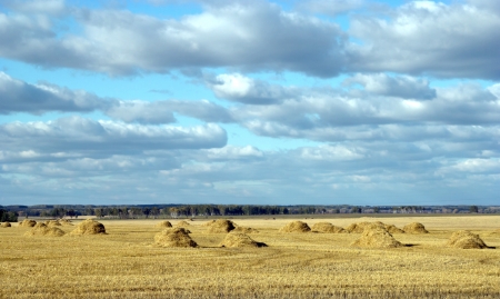 wheat field against the skyの写真素材