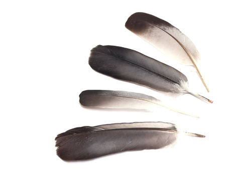 feather of a bird on a white backgroundの写真素材