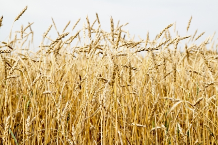 golden wheat fieldの写真素材